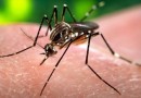 Zika Virus Rumors and Theories That You Should Doubt