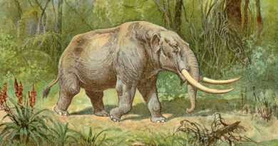 Humans and Mastodons Coexisted in Florida